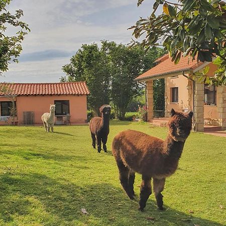 Hotel 3 Alpacas Ла-Кампа Экстерьер фото
