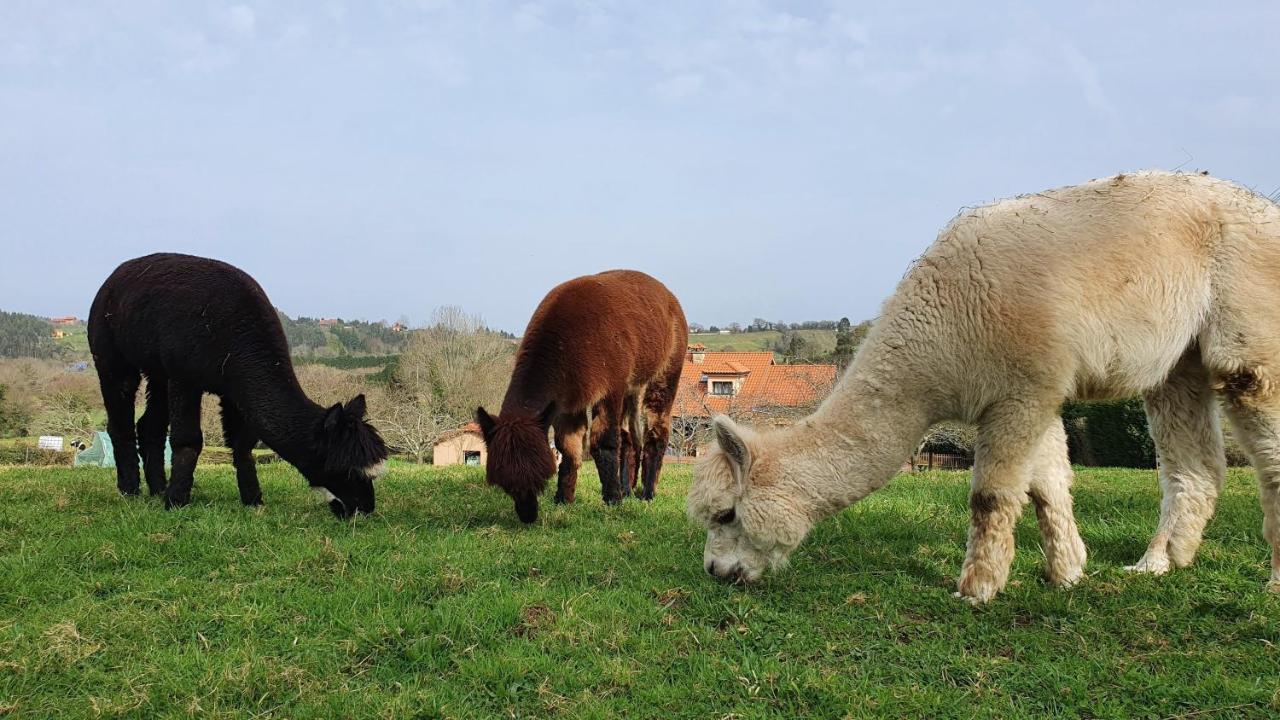Hotel 3 Alpacas Ла-Кампа Экстерьер фото