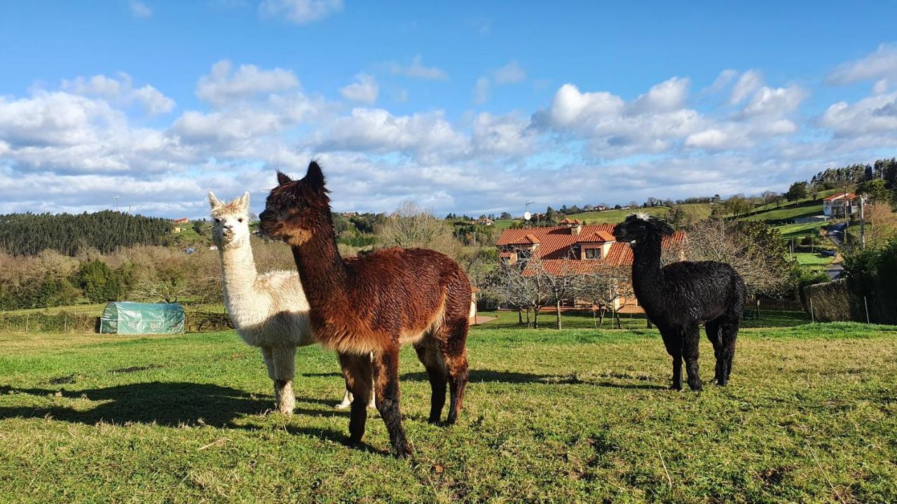 Hotel 3 Alpacas Ла-Кампа Экстерьер фото