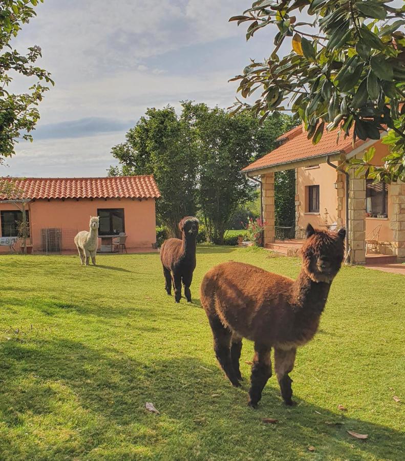 Hotel 3 Alpacas Ла-Кампа Экстерьер фото