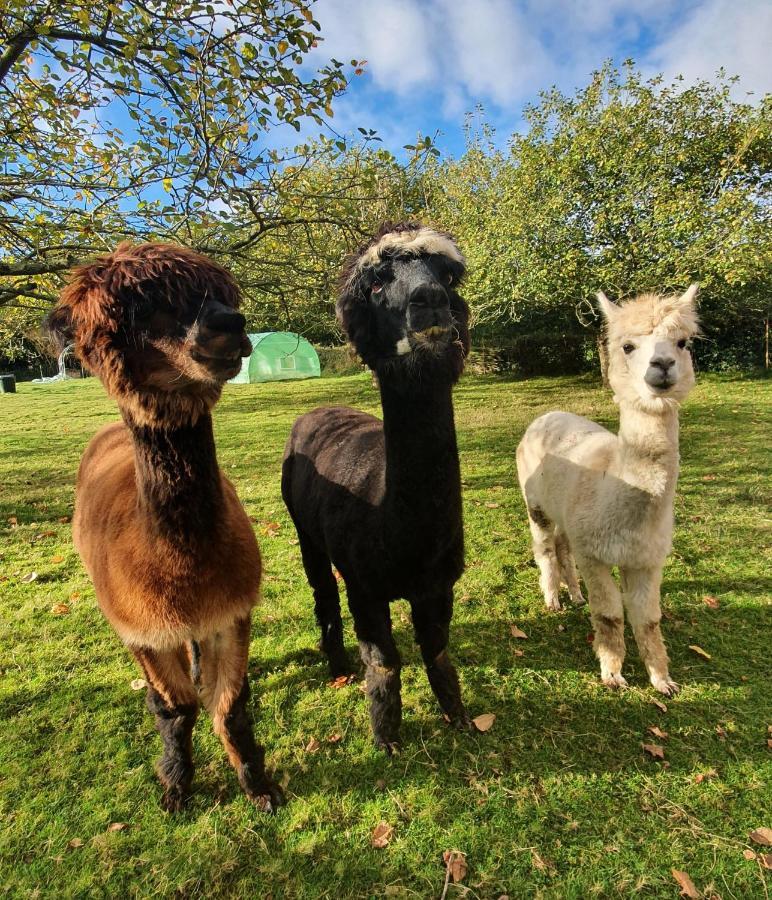 Hotel 3 Alpacas Ла-Кампа Экстерьер фото