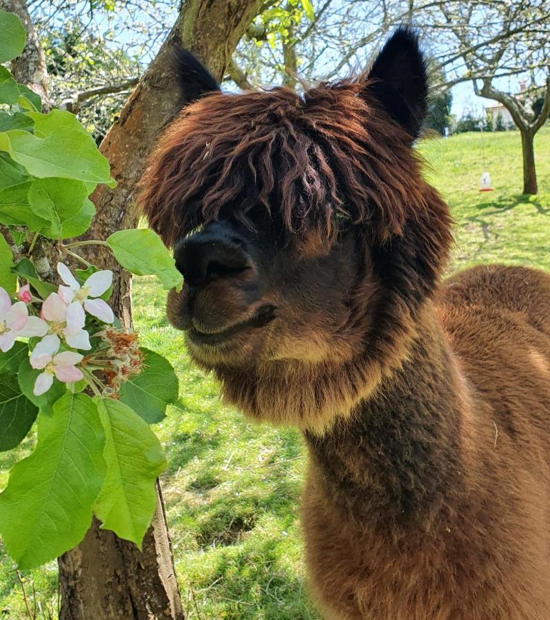 Hotel 3 Alpacas Ла-Кампа Экстерьер фото
