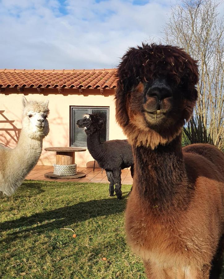 Hotel 3 Alpacas Ла-Кампа Экстерьер фото