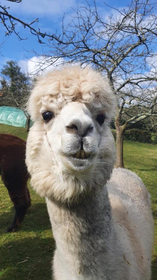 Hotel 3 Alpacas Ла-Кампа Экстерьер фото
