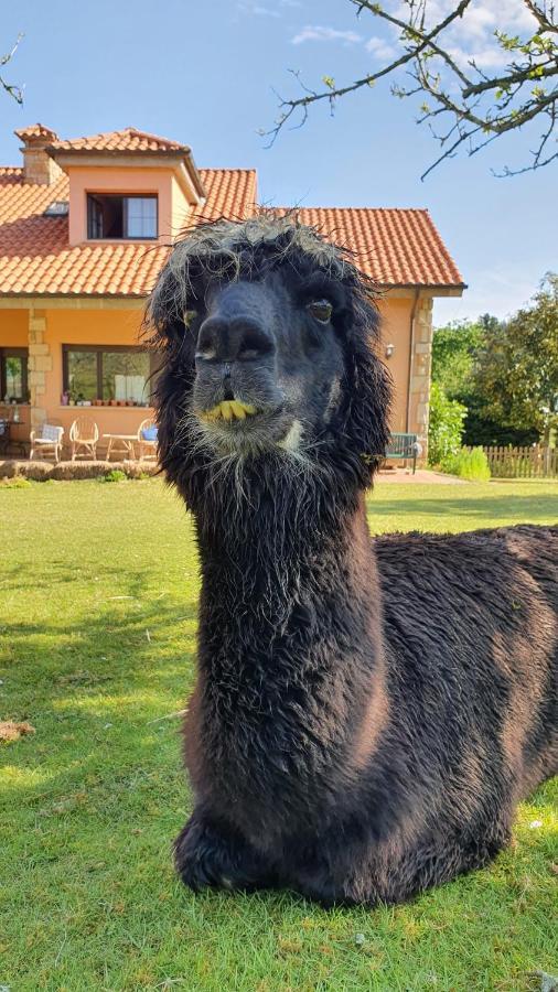 Hotel 3 Alpacas Ла-Кампа Экстерьер фото