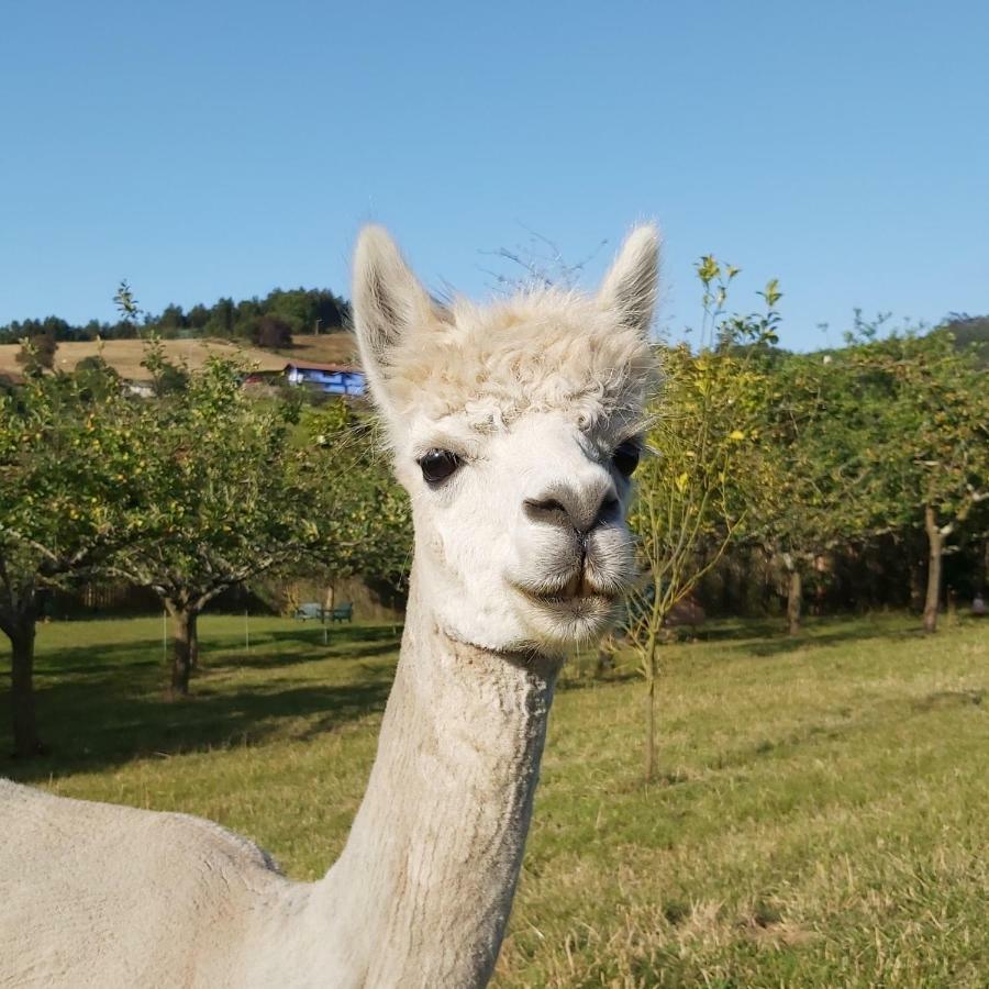 Hotel 3 Alpacas Ла-Кампа Экстерьер фото